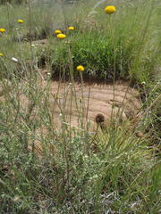 Pentzia quinquefida