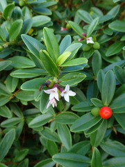 Thymelaeaceae