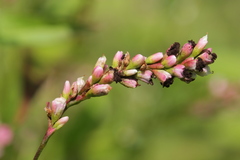 Sphacelotheca hydropiperis