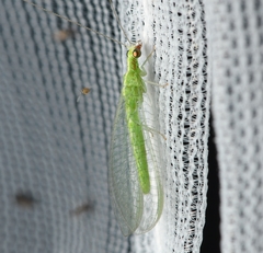 Chrysoperla pudica-group