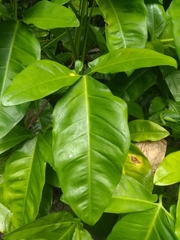 Syngonium auritum