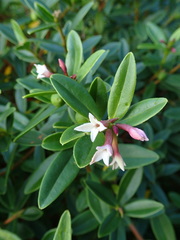 Thymelaeaceae