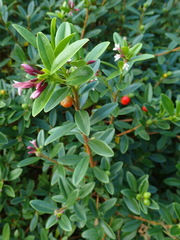 Thymelaeaceae