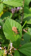 Coreus marginatus