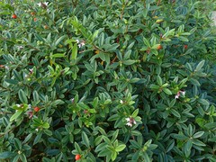 Thymelaeaceae