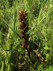 Orobanche alba