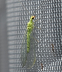 Chrysoperla pudica-group