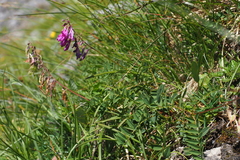 Hedysarum hedysaroides