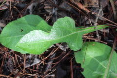 Iostephane trilobata