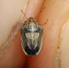 Neottiglossa bifida