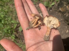 Bonomyces