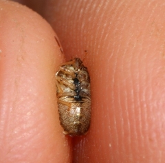 Neottiglossa bifida
