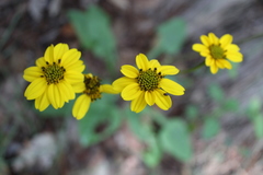 Iostephane trilobata