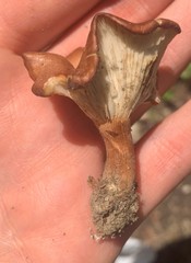 Bonomyces