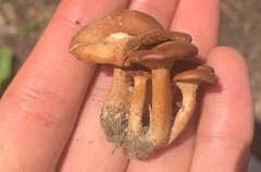 Bonomyces