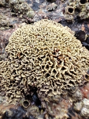 Lithophyllum byssoides