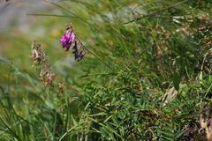 Hedysarum hedysaroides