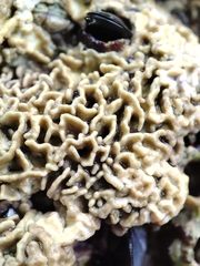 Lithophyllum byssoides