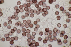 Sphacelotheca hydropiperis