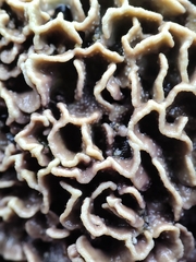 Lithophyllum byssoides