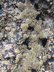 Lithophyllum byssoides