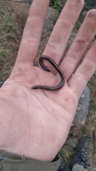 Scelotes mossambicus