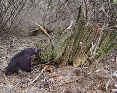 Tridentea gemmiflora