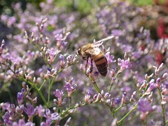 Apis mellifera
