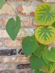 Aristolochia tomentosa