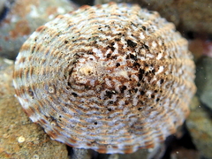 Cellana denticulata