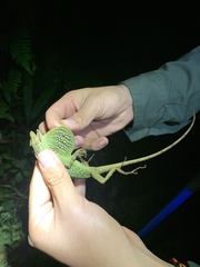 Anolis aequatorialis