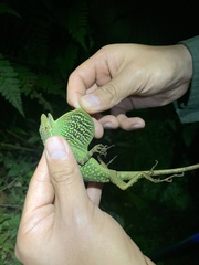 Anolis aequatorialis