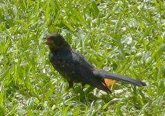 Melaenornis pammelaina