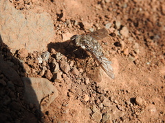 Spogostylum trinotatum
