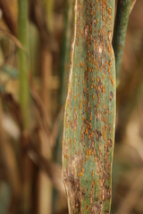 Puccinia coronata