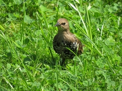 Sturnus vulgaris
