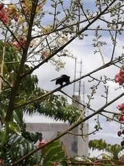 Mallophora leschenaulti