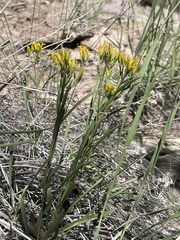 Petradoria pumila