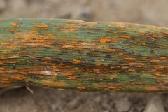 Puccinia coronata