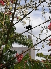 Mallophora leschenaulti