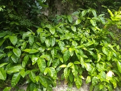 Syngonium auritum