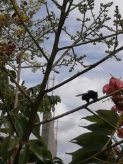 Mallophora leschenaulti