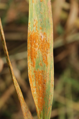 Puccinia coronata