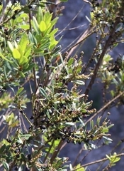 Morella faya, recorded fruiting