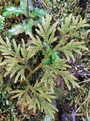 Austrolycopodium paniculatum