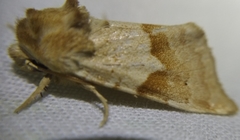 Mycteroplus puniceago