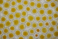 Puccinia coronata