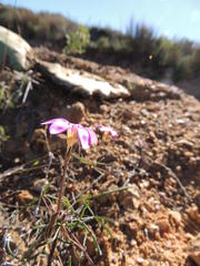 Oxalis polyphylla polyphylla