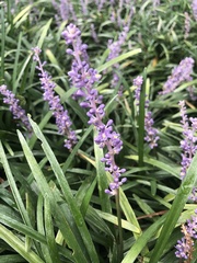 Angiospermae
