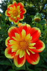 Dahlia pinnata